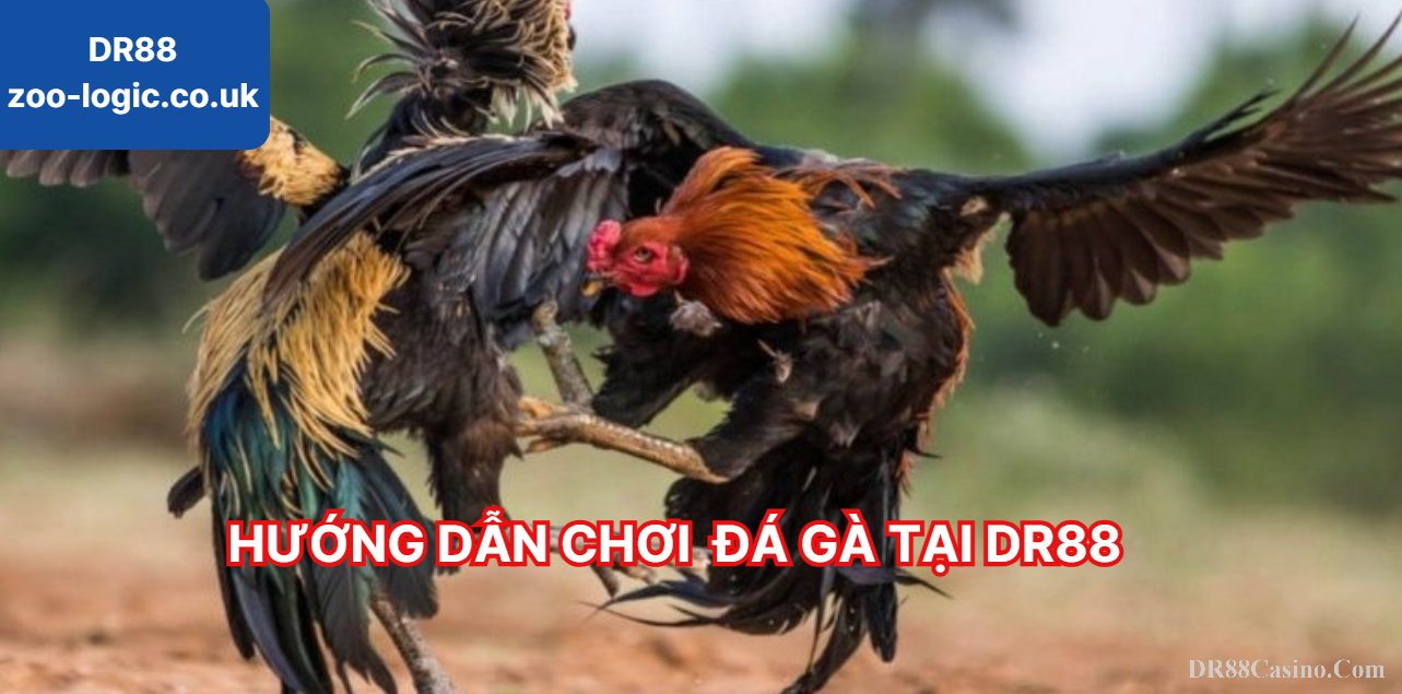 Hướng dẫn chơi đá gà tại DR88: Tham gia cược kịch tính, thắng lớn mỗi ngày